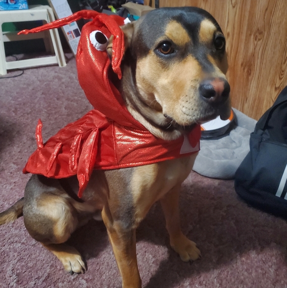 Meet your Posher - Picture 3 of 3